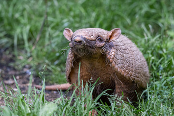 Portrait of an armadillo in the forest
