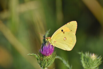 Colias croceus, Clouded Yellow butterfly collecting nectar on flower. Yellow Butterfly flowers in garden in spring