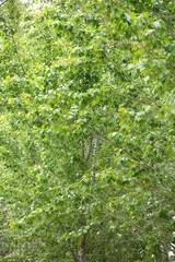 Tree full of lush poplar leaves