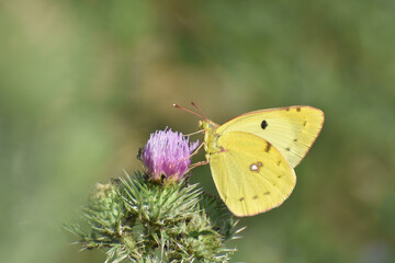 Colias croceus, Clouded Yellow butterfly collecting nectar on flower. Yellow Butterfly flowers in garden in spring
