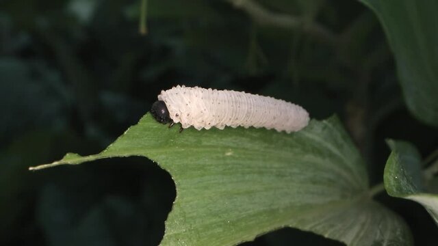 Phymatocera aterrima larva eating Polygonatum odoratum leaf