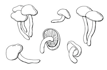 Linear set of mushrooms honey agarics. White background, isolate. Vector illustration.
