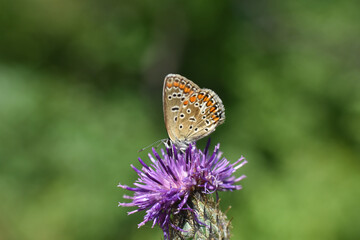 Common blue butterfly (Polyommatus icarus) female on flower. Close-up photo of little blue butterfly