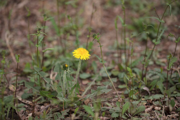 A yellow dandelion flower in spring