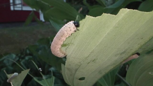 Phymatocera aterrima larva eating Polygonatum odoratum leaf