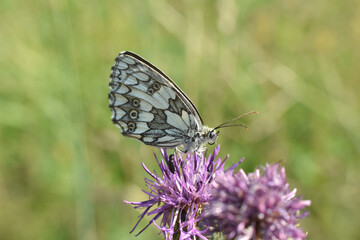 Melanargia galathea, Marbled white butterfly in natural habitat. Marbled white butterfly forma leucomelas
