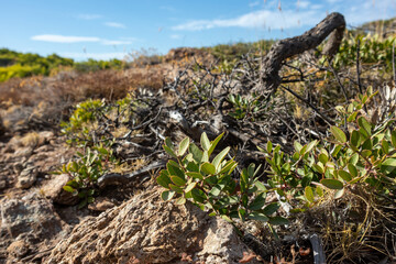 Dry bush branches and grass close-up in rural Greece rocky landscape with blue sky. Hot summer flora botany details