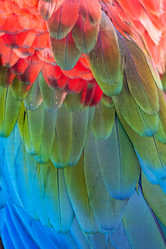 Close-up of the feathers of a Red-and-green Macaw