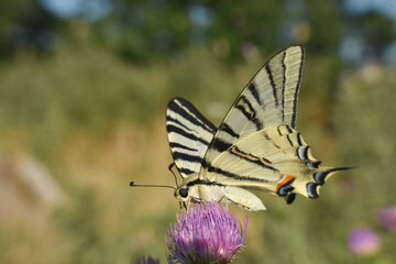 Scarce Swallowtail (Iphiclides podalirius) butterfly on wild flowers. Sail Swallowtail butterfly on meadow