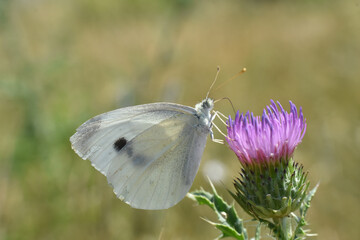 Small White butterfly, Pieris rapae, on wildflower. Beautiful butterfly on meadow