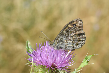 Wall Brown butterfly (Lasiommata megera) on meadow