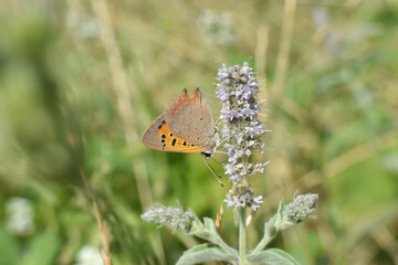 Small butterfly on meadow , small copper (Lycaena phlaeas) on a wild flower in meadow