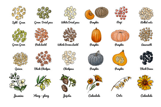 Vector food icons. Colored sketch of food products. Spices, nuts, herbs, beans, pumpkin, cereals.