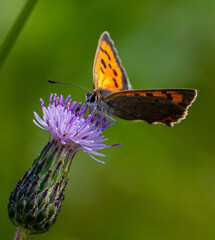 Schmetterling