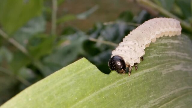 Phymatocera aterrima larva eating Polygonatum odoratum leaf