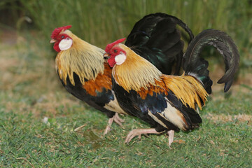 Two Brown and black roosters with red crest