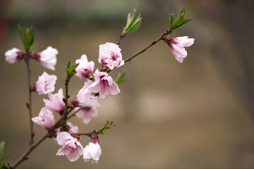 Spring peach blossoms on branches