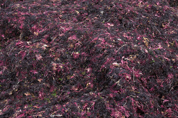 gelidium sesquipedale o agar agar o alga caloca o caloca