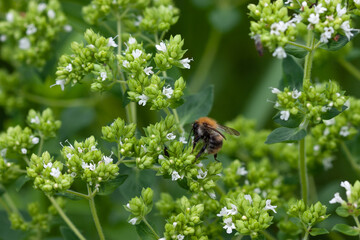 Insects pollinate the blooming oregano