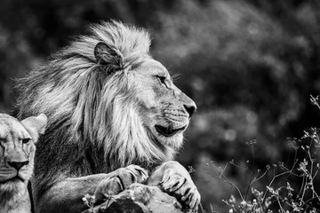Schilderijen op glas A lion rests in the savannah © AB Photography