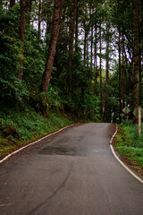 Tree pine forest scenery Moist forest with roads cut through, fertile green forest