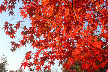 秋のイロハモミジ