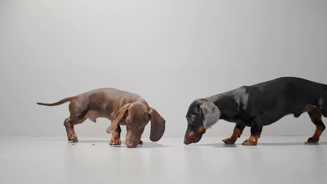 Puppies are eating a dry food line. Chocolate brown and black dachshund young dogs are meeting in the center picking up treats from the floor. Studio white background high quality video.
