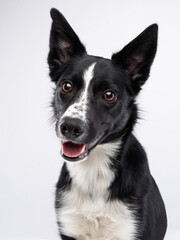 Portrait of a black-white border collie with big eyes. Dog in the studio on white