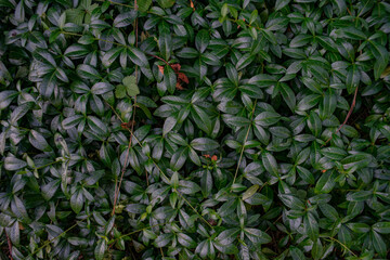 Green leaves covering the ground like a beautiful living carpet, natural texture.