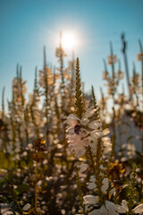 Naklejka premium Physostegia virginiana with a bumblebee shaking it's wings full of pollen , against the bright summer sun