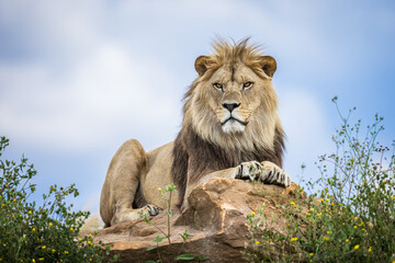 A lion rests in the savannah - obrazy, fototapety, plakaty