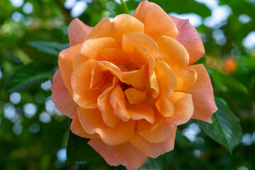 Beautiful bright orange rose isolated on green blur.