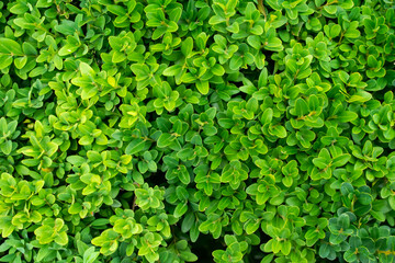 green boxwood twigs with visible details. background or texture