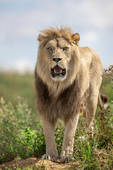A lion rests in the savannah © AB Photography
