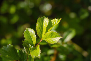 Fototapeta na wymiar A young green leaf of a bush close-up in the park.