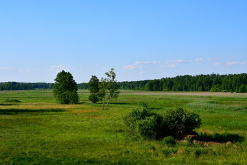 A close up on a set of deciduous trees growing in the middle of a vast field, meadow, or pastureland with some dense forest or moor visible in the distance seen on a sunny summer day in Poland