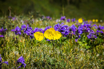 Beautiful Summer view. Meadow with wild purple and yellow flowers and the mountains with trees in the background.
