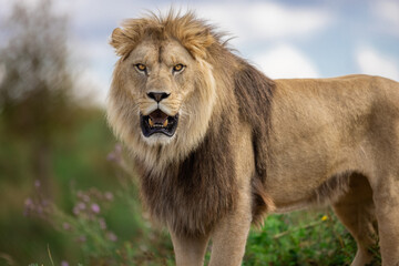 Fototapeta na wymiar A lion rests in the savannah