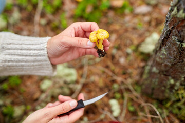 picking season, leisure and people concept - close up of young woman with knife and chanterelle mushroom in autumn forest