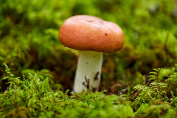 nature, environment and picking season concept - russule mushroom growing in autumn forest