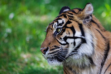 Sumatra tiger in the jungle