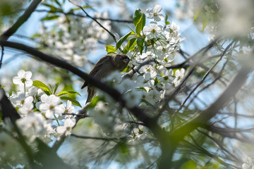 Nice white apricot spring flowers branch macro photography nature awakening