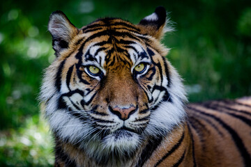 Fototapeta na wymiar Sumatra tiger in the jungle