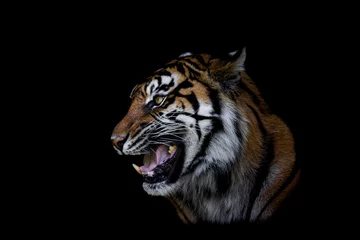 Schilderijen op glas Sumatra tiger with a black background © AB Photography
