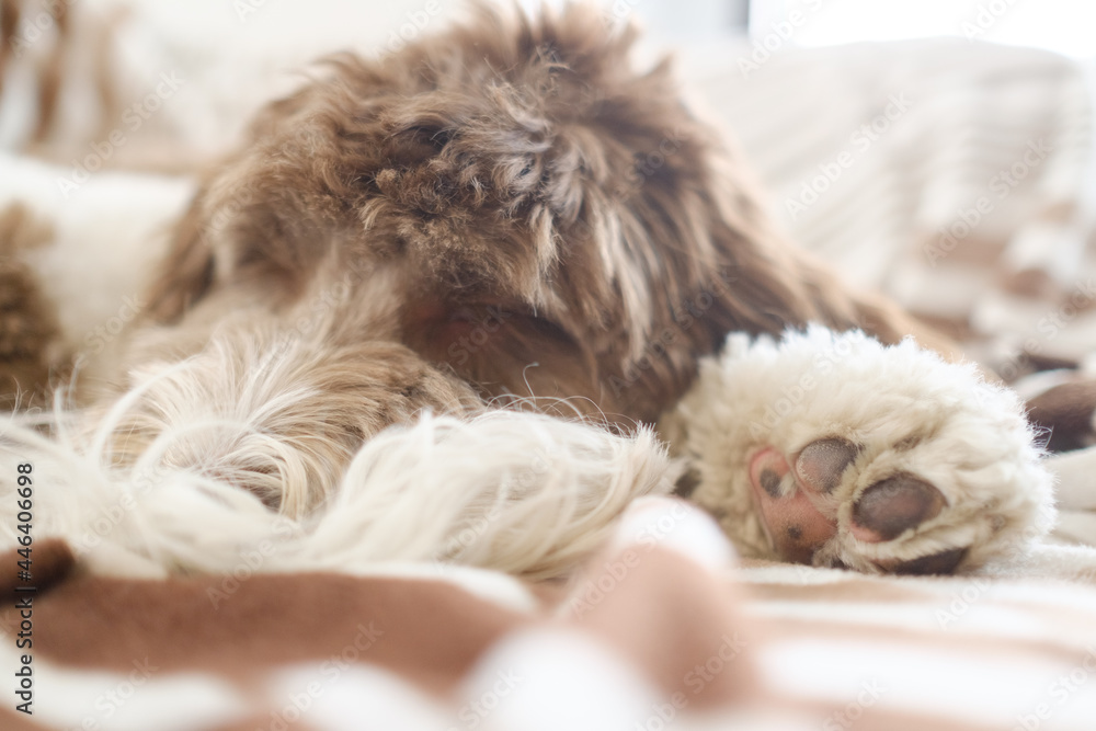 Poster Adorable fluffy labradoodle sleeping on the cozy sofa