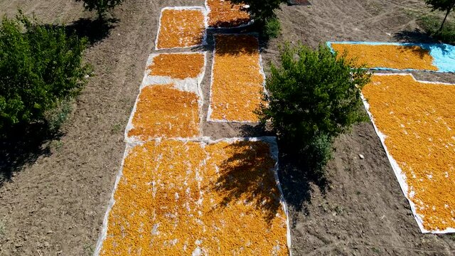 The fresh ripe apricots drying in the sun in Malatya, Turkey