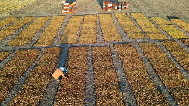 The fresh ripe apricots drying in the sun in Malatya, Turkey