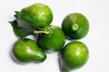 Fresh Raw avocado plucked from tree