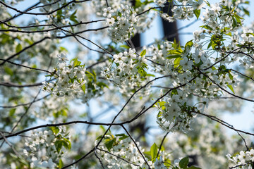 Nice white apricot spring flowers branch macro photography nature awakening
