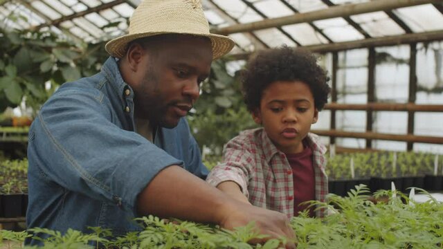 Cute Afro-American boy learning how to grow plants with help of dad in greenhouse farm